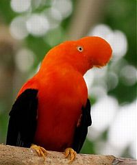 Fauna & Flora: orange color animals