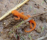 Fauna & Flora: orange color animals