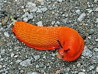 Fauna & Flora: orange color animals
