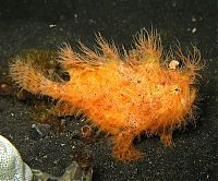 TopRq.com search results: orange color animals