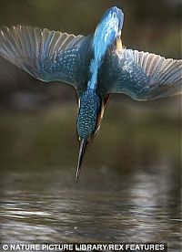 Fauna & Flora: feeding kingfishers