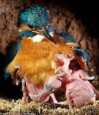 Fauna & Flora: feeding kingfishers