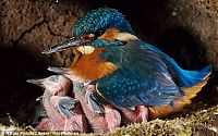 Fauna & Flora: feeding kingfishers