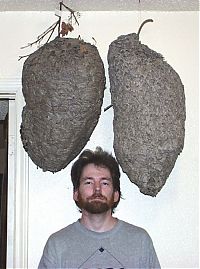 TopRq.com search results: Wasp nest collection by Terry Prouty