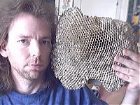 TopRq.com search results: Wasp nest collection by Terry Prouty