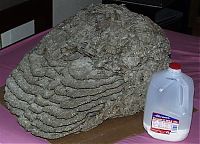 Fauna & Flora: Wasp nest collection by Terry Prouty