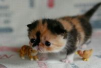 TopRq.com search results: adorable tiny kitten