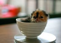 TopRq.com search results: adorable tiny kitten