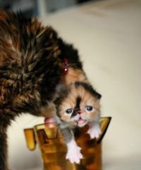 Fauna & Flora: adorable tiny kitten
