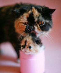 TopRq.com search results: adorable tiny kitten