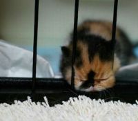 TopRq.com search results: adorable tiny kitten