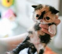 TopRq.com search results: adorable tiny kitten