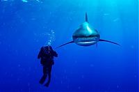 TopRq.com search results: Undersea photographs by Brian Skerry