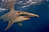 Fauna & Flora: Undersea photographs by Brian Skerry