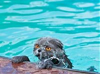 Fauna & Flora: swimming cat