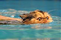 Fauna & Flora: swimming cat