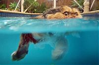 Fauna & Flora: swimming cat