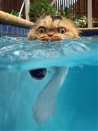 TopRq.com search results: swimming cat