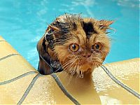 TopRq.com search results: swimming cat