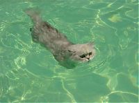 TopRq.com search results: swimming cat