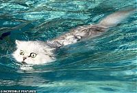 Fauna & Flora: swimming cat