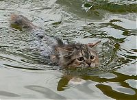 Fauna & Flora: swimming cat