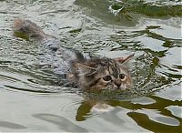 Fauna & Flora: swimming cat