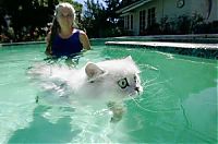 TopRq.com search results: swimming cat