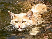 Fauna & Flora: swimming cat