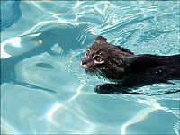 Fauna & Flora: swimming cat