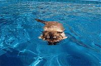 Fauna & Flora: swimming cat