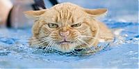 Fauna & Flora: swimming cat