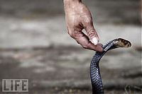 Fauna & Flora: Snakeburgers, Indonesia