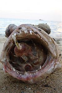 Fauna & Flora: Large fish killed by a Pufferfish