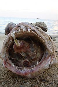 TopRq.com search results: Large fish killed by a Pufferfish