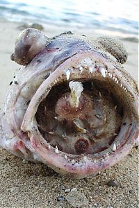 Fauna & Flora: Large fish killed by a Pufferfish