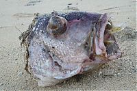 TopRq.com search results: Large fish killed by a Pufferfish