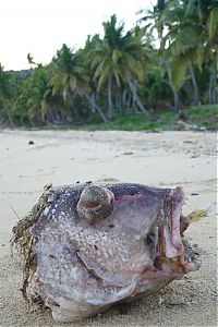 Fauna & Flora: Large fish killed by a Pufferfish