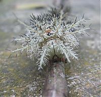 Fauna & Flora: Lonomia Obliqua, deadly caterpillar