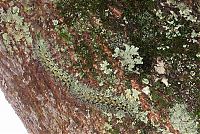 Fauna & Flora: Lonomia Obliqua, deadly caterpillar