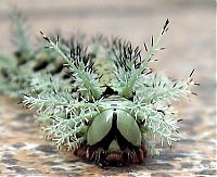 Fauna & Flora: Lonomia Obliqua, deadly caterpillar