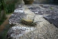 Fauna & Flora: Lonomia Obliqua, deadly caterpillar