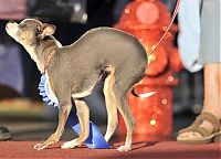 Fauna & Flora: World's Ugliest Dog Contest 2010, Petaluma, California, United States