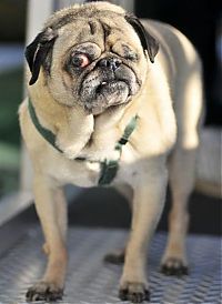 Fauna & Flora: World's Ugliest Dog Contest 2010, Petaluma, California, United States