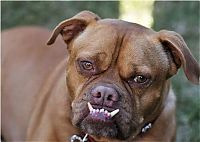TopRq.com search results: World's Ugliest Dog Contest 2010, Petaluma, California, United States