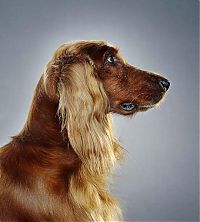 Fauna & Flora: dog portrait