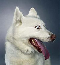 Fauna & Flora: dog portrait