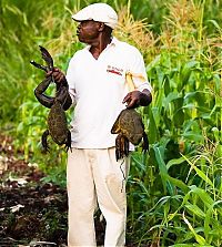 Fauna & Flora: Giant frog, Madagascar