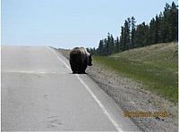 Fauna & Flora: bears on the road