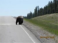 Fauna & Flora: bears on the road